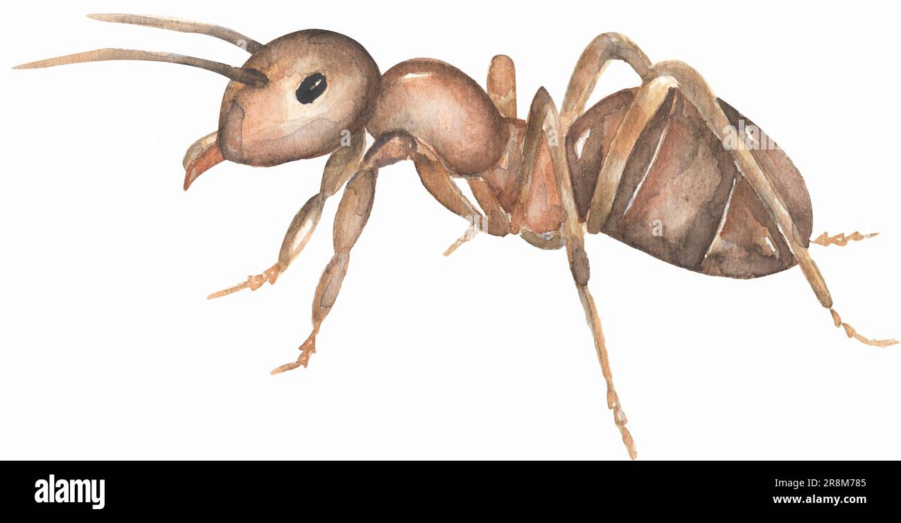 Watercolor ant clipart, insect animal illustration Stock Photo