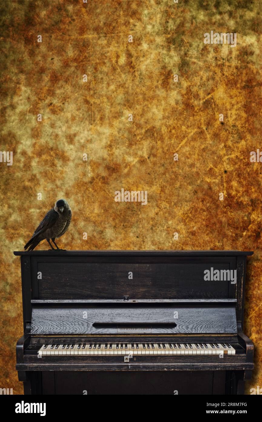 a black crow standing on an old piano Stock Photo