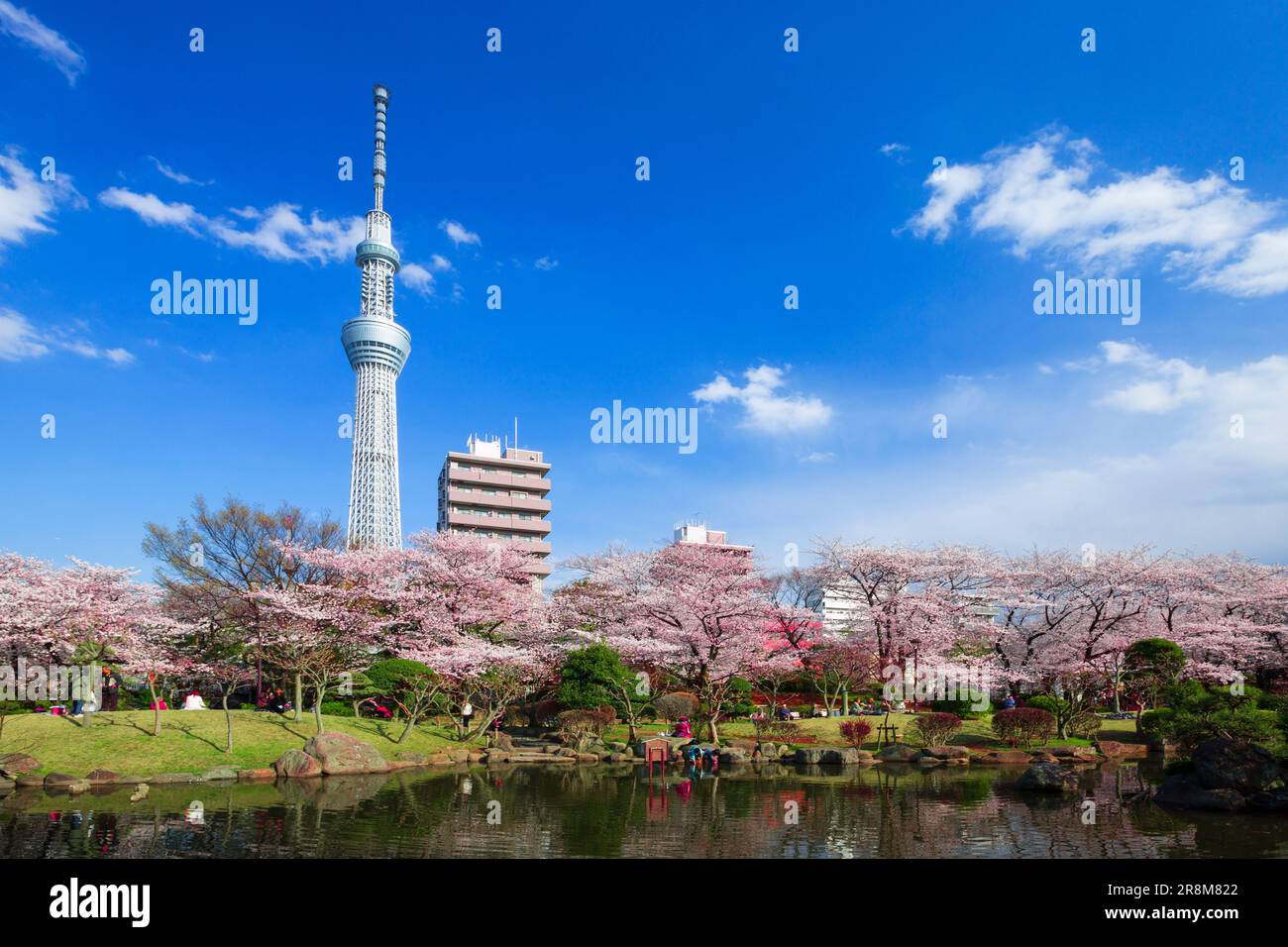 Tokyo Sky Tree and cherry blossoms in Sumida Park Stock Photo