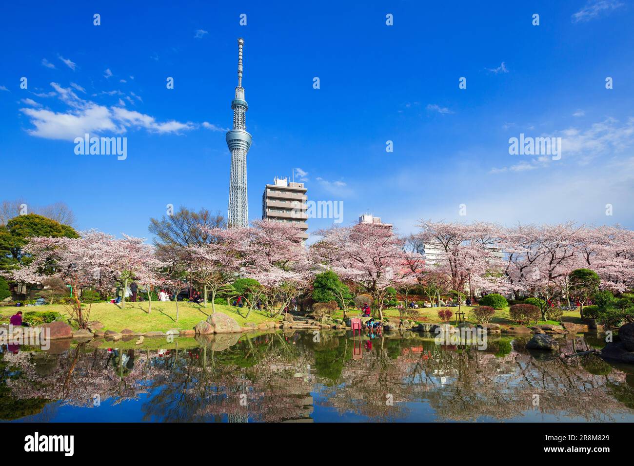 Tokyo Sky Tree and cherry blossoms in Sumida Park Stock Photo Alamy
