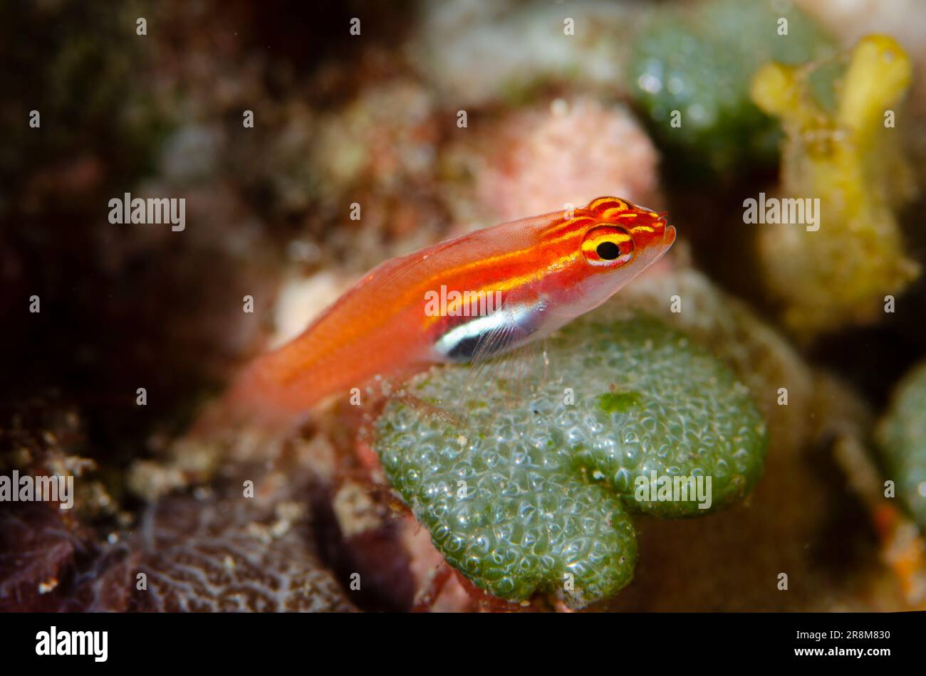 Neon Pygmygoby, Eviota pellucida, Ulami dive site, Seraya, Karangasem, Bali, Indonesia, Indian Ocean Stock Photo