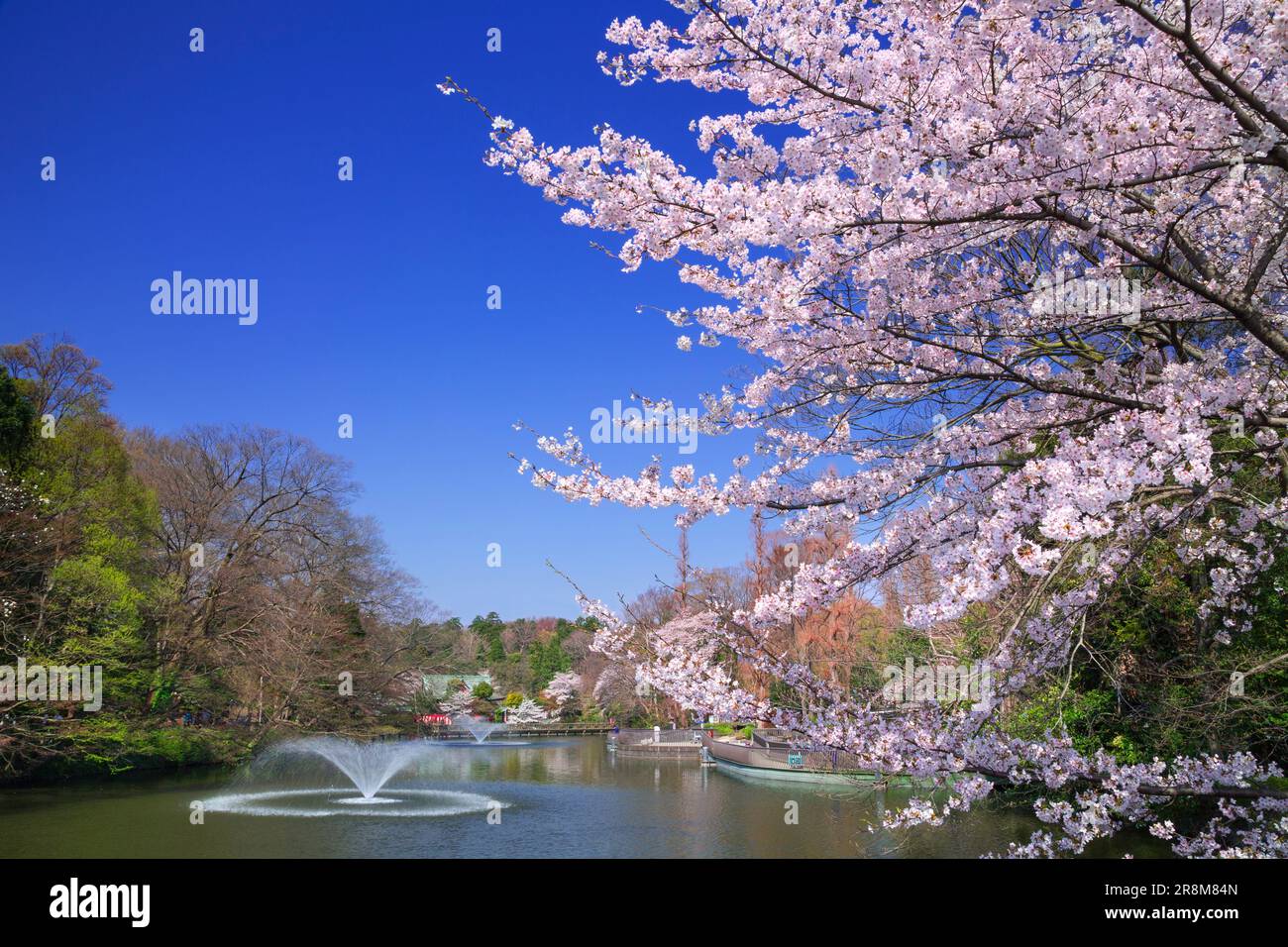 Cherry blossoms and Benzaiten in Inokashira Park Stock Photo