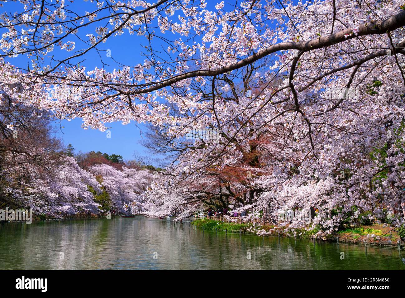 Cherry blossoms in Inokashira Park Stock Photo