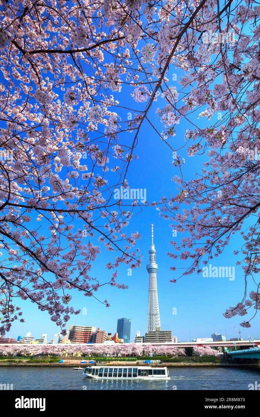 Tokyo Sky Tree and cherry blossoms in Sumida Park Stock Photo Alamy