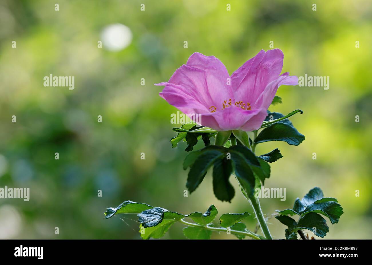 Beach rose blooming with fragant purple flower. Planting forbidden in Finland Stock Photo