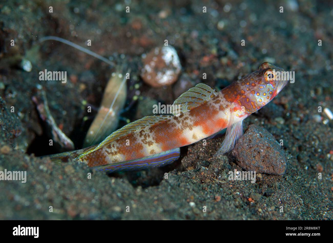 Blotchy Shrimpgoby, Amblyeleotris periophthalma, with Snapping Shrimp, Alpheus sp, by hole in sand, Wreck Slope dive site, Tulamben, Karangasem, Bali, Stock Photo