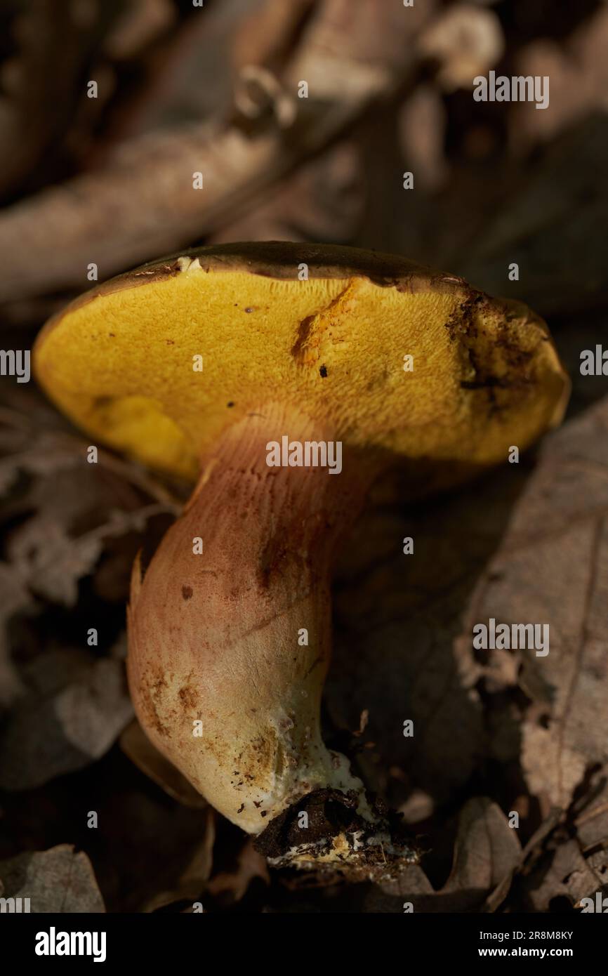 Devil's bolete (Boletus satanas) toxic mushroom in the forest, closeup shot Stock Photo