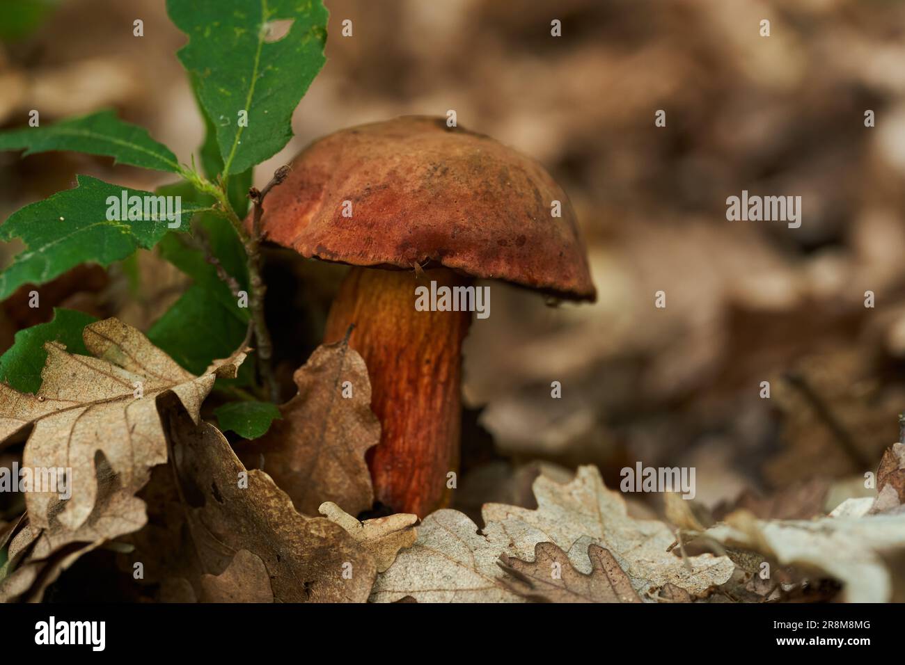 Devil's bolete (Boletus satanas) toxic mushroom in the forest, closeup shot Stock Photo