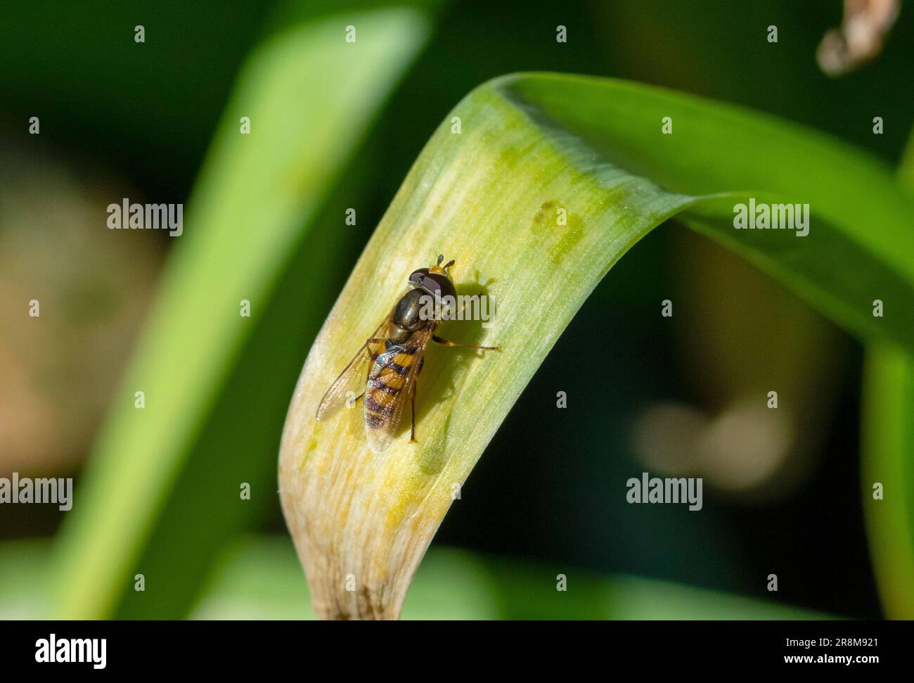 Hoverfly perched on leaf Stock Photo