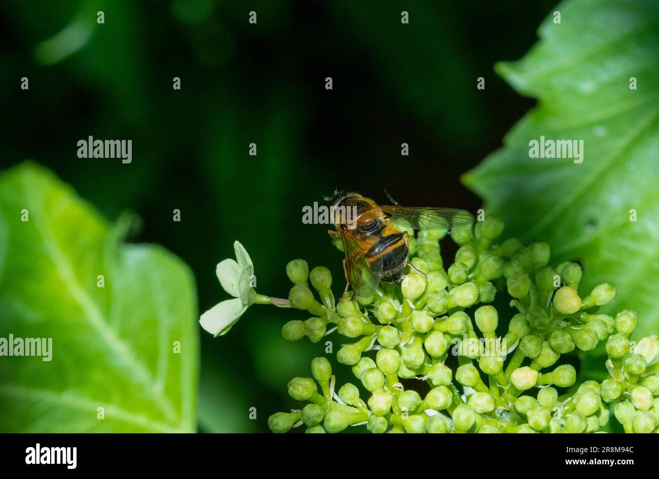 Hoverfly perched on flower head Stock Photo