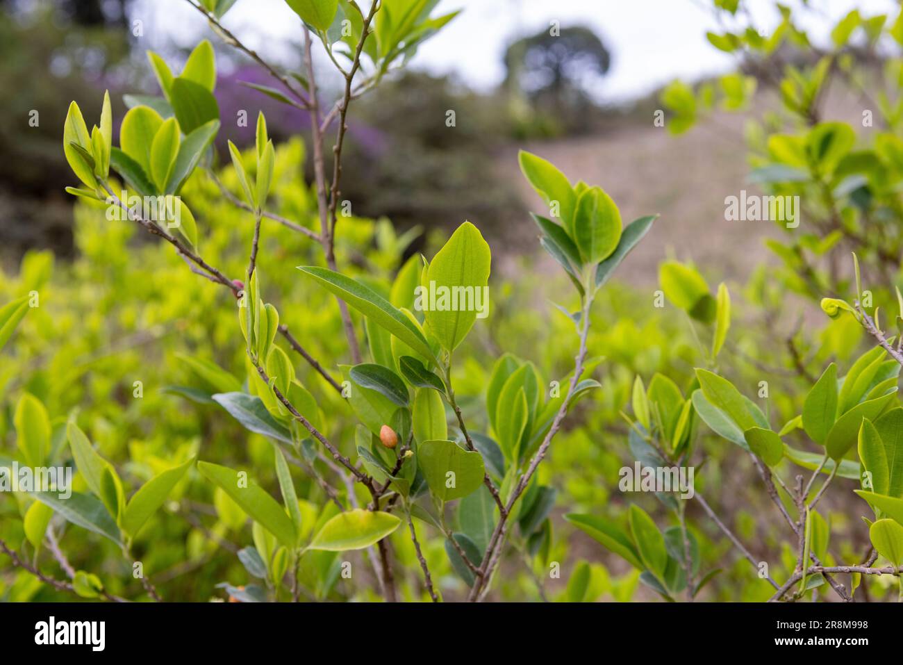 Cultivation of coca plants in the Bolivian Andes - traveling and exploring  South America Stock Photo - Alamy