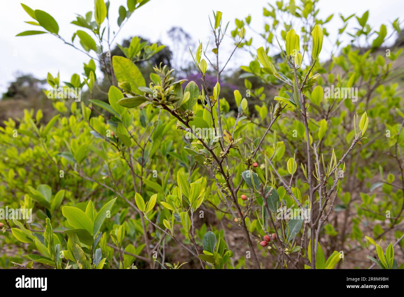 Cultivation of coca plants in the Bolivian Andes traveling and