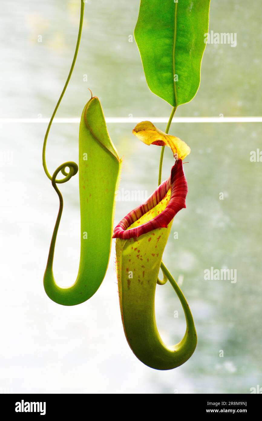 Hanging trap hi-res stock photography and images - Alamy