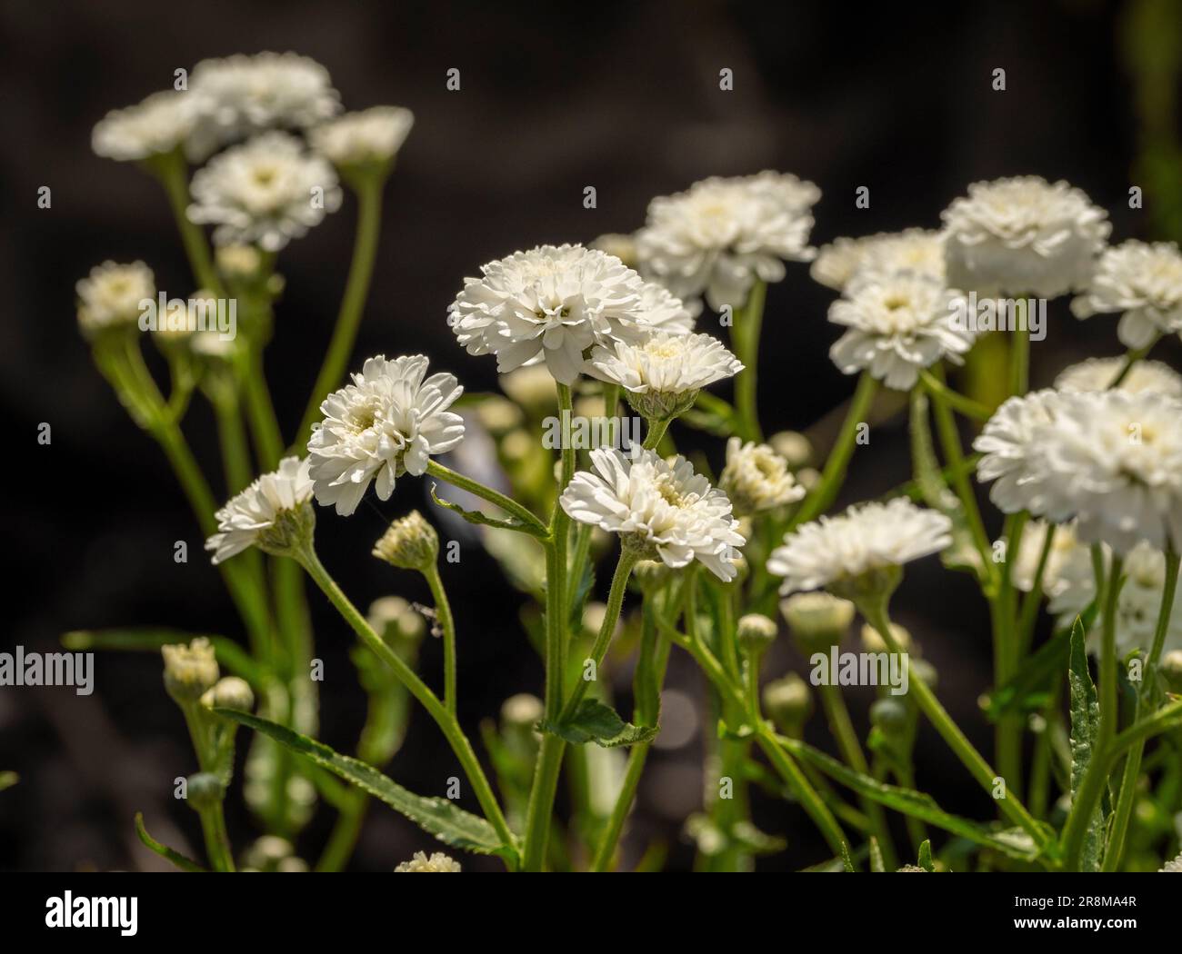 White flowers of Achillea ptarmica 'Peter Cottontail' (commonly known ...