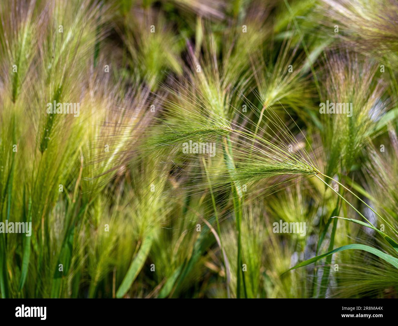 Close-up of Hordeum 'Jubatum' an ornamental grass growing in a UK garden. Stock Photo