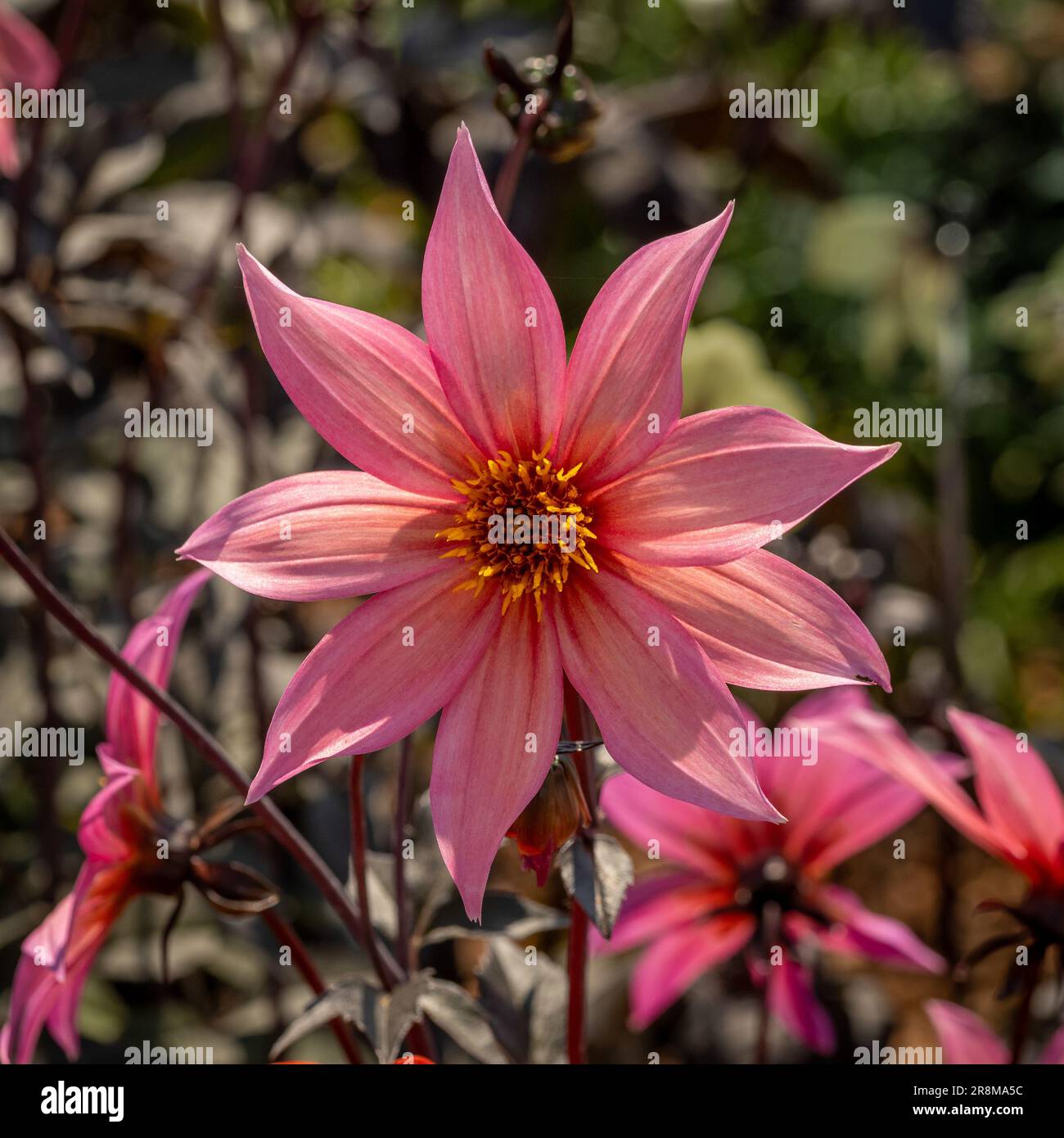 Coral pink flower of Dahlia 'Hawaiian Sunrise' with its bronze stem and foliage growing in a UK garden Stock Photo