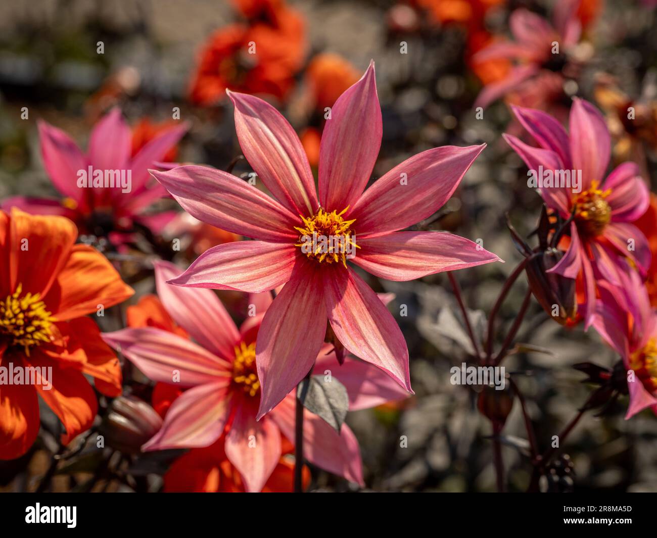 Coral pink flower of Dahlia 'Hawaiian Sunrise' with its bronze stem and foliage growing in a UK garden Stock Photo
