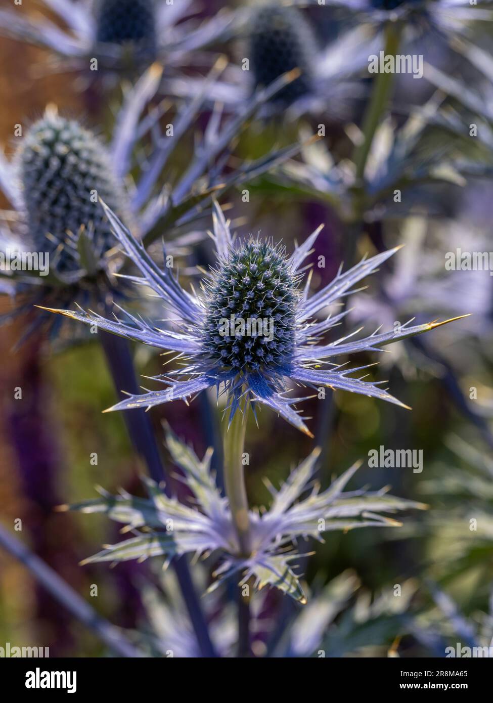Close-up of the blue spiky flowers of Eryngium x zabelii 'Big Blue' growing in a UK garden Stock Photo