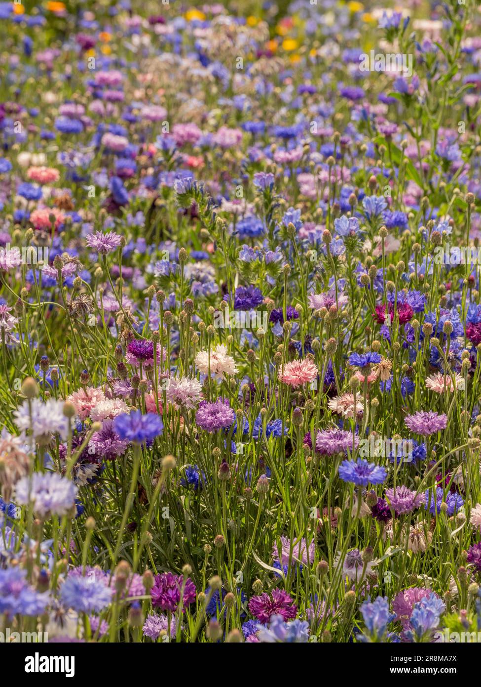 Blue purple wildflowers hi-res stock photography and images - Alamy