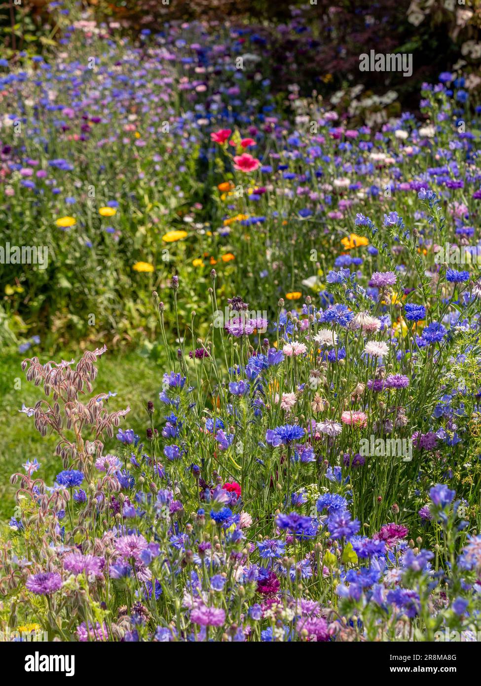 Blue purple wildflowers hi-res stock photography and images - Alamy