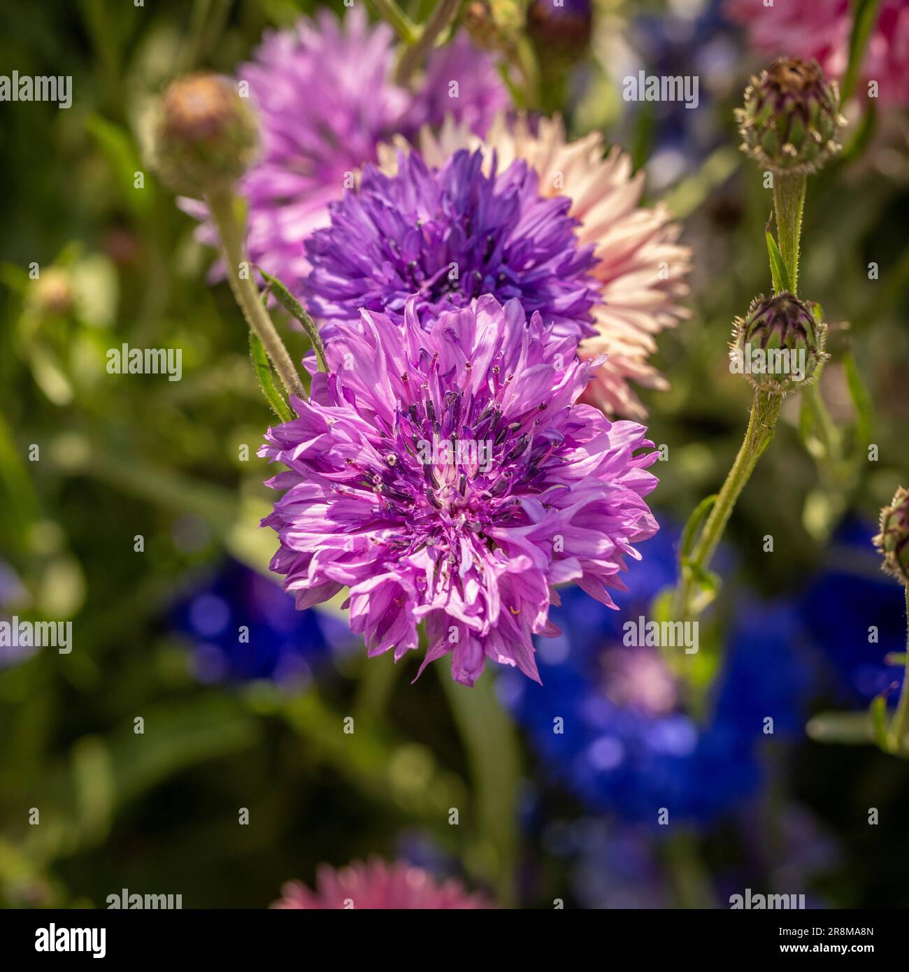 Plan view closeup of a purplecoloured cornflower growing in a