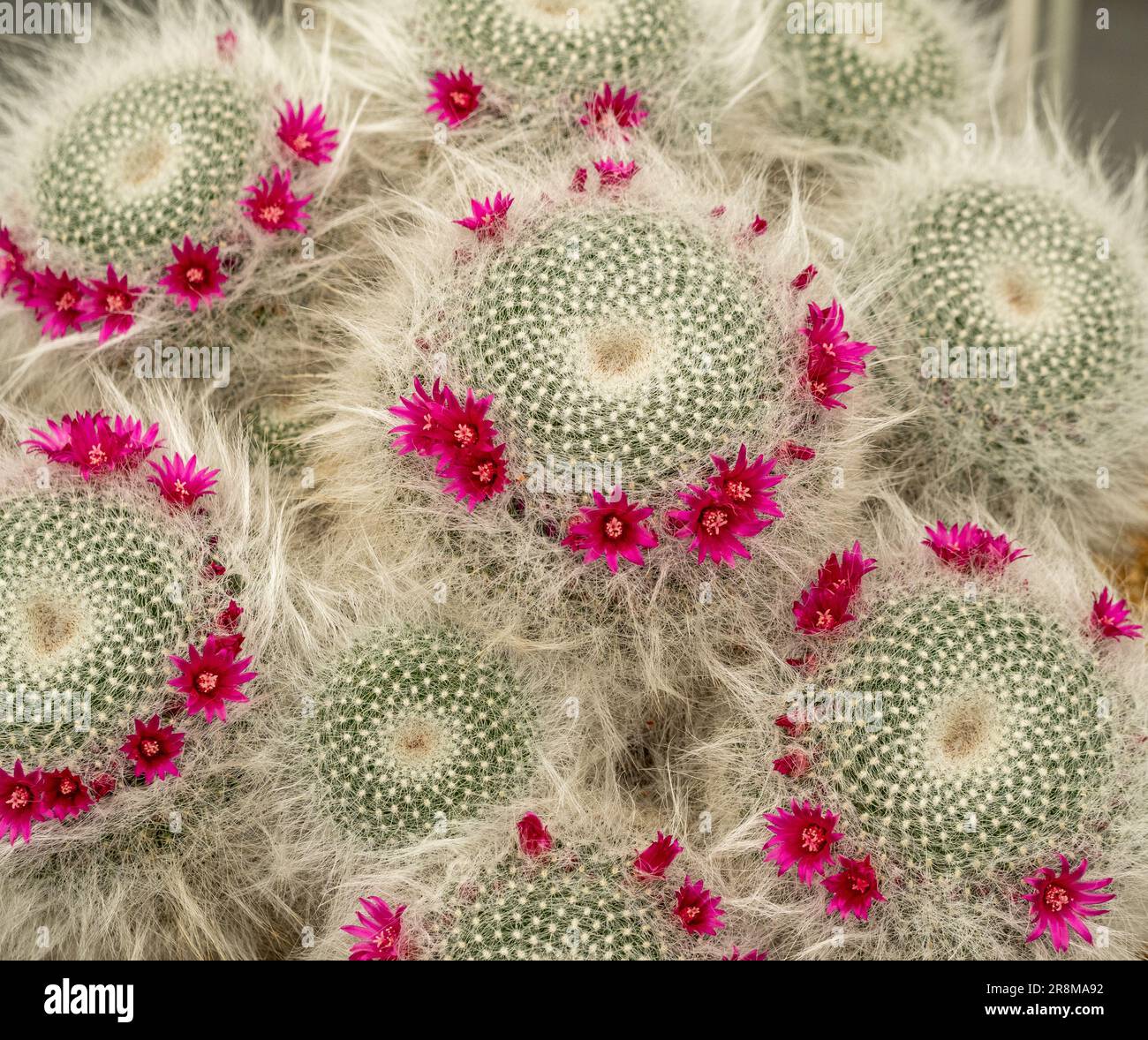 Close-up of an Old Lady Cactus ‘Mammillaria Hahniana’ with its dark pink flowers. Stock Photo