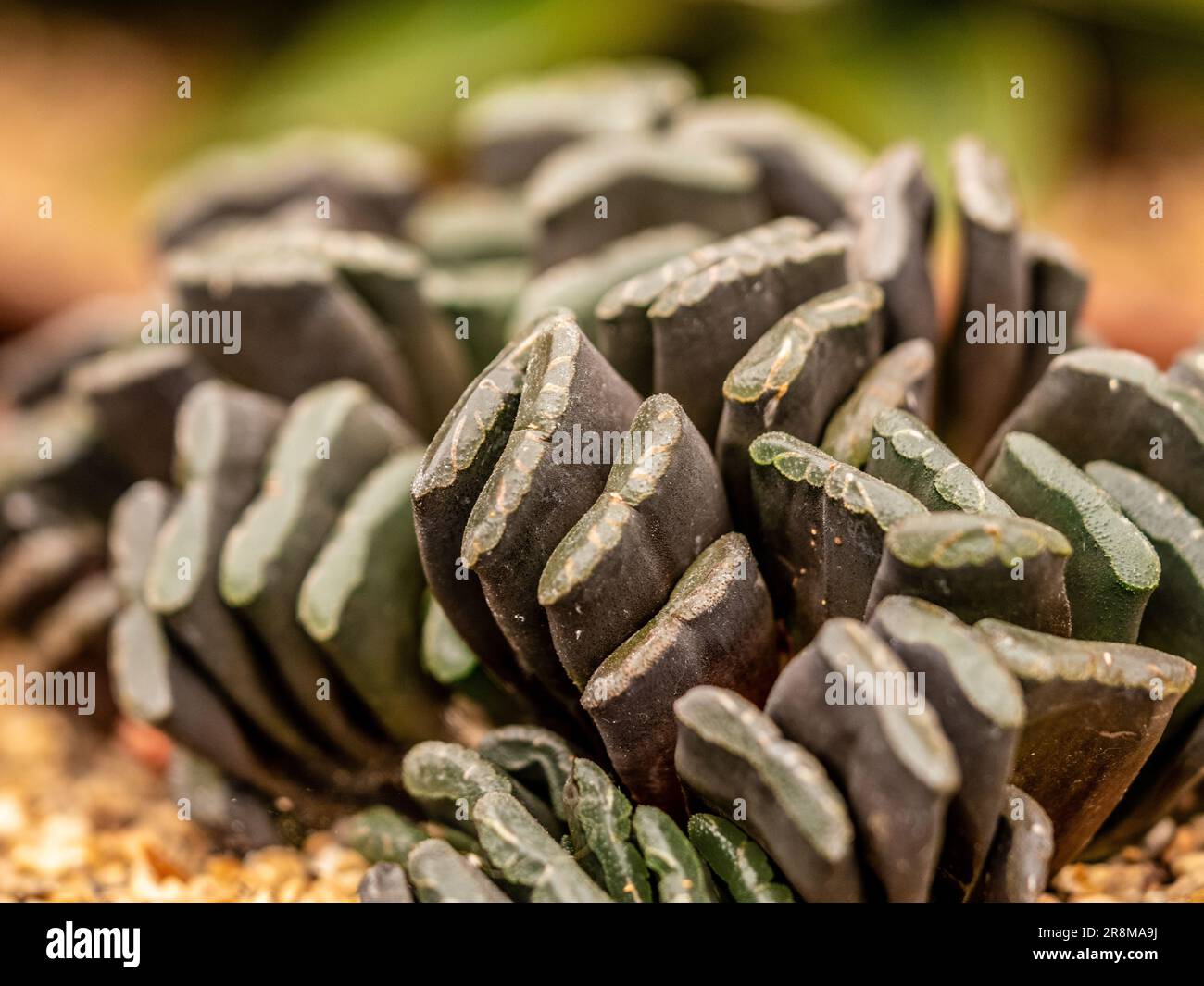 Close-up of the fleshy grey-green leaves of Haworthia truncata, common name Horse's Teeth Stock Photo