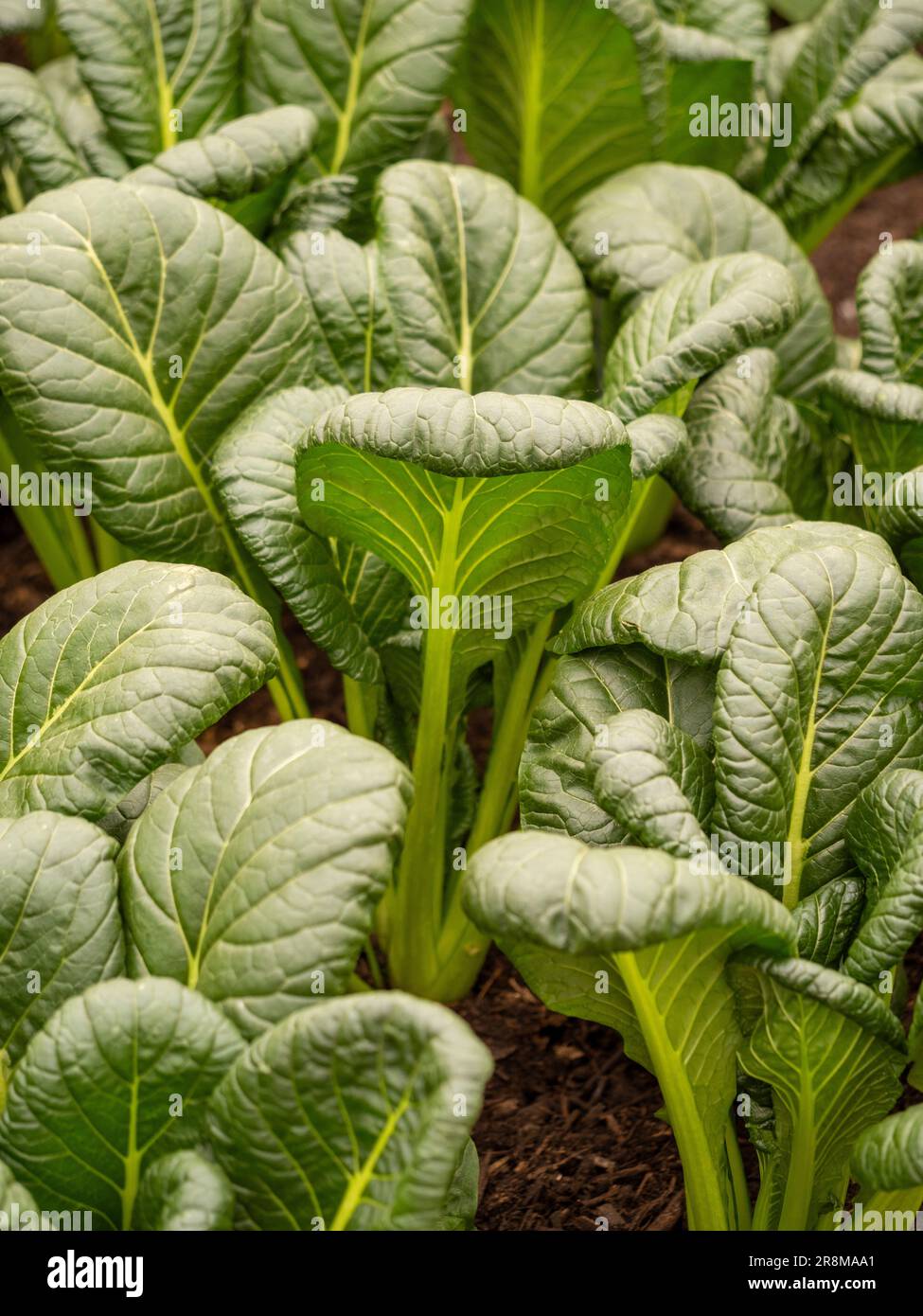 Close-up of the dark green textured leaves of Spinach Japanese Hohei growing in a UK garden. Stock Photo