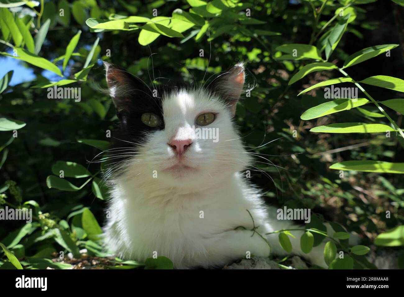black and white cat in the garden Stock Photo - Alamy