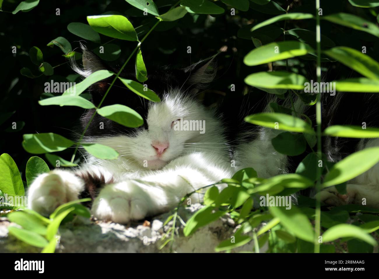 black and white cat in the garden Stock Photo - Alamy