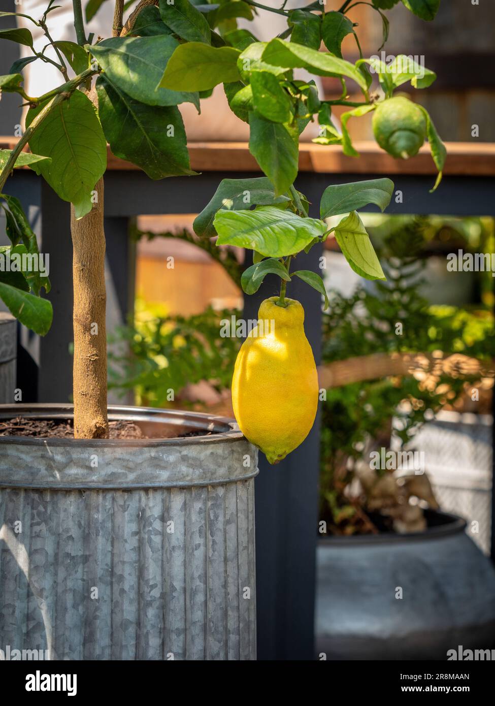 Citrus tree container uk hires stock photography and images Alamy