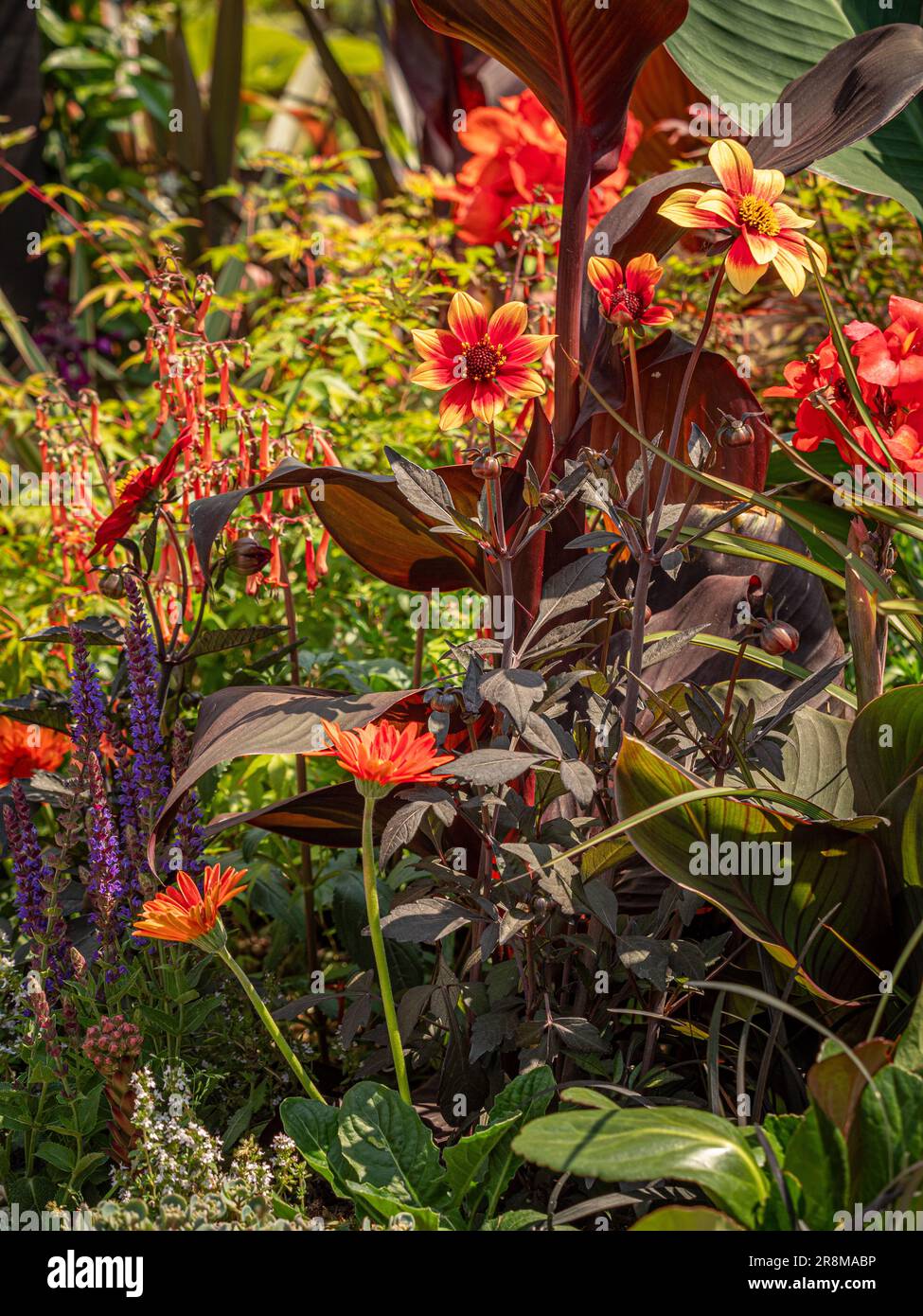 Red colour-themed flower border with red dahlia flowers and bronze cannas in a UK garden Stock Photo