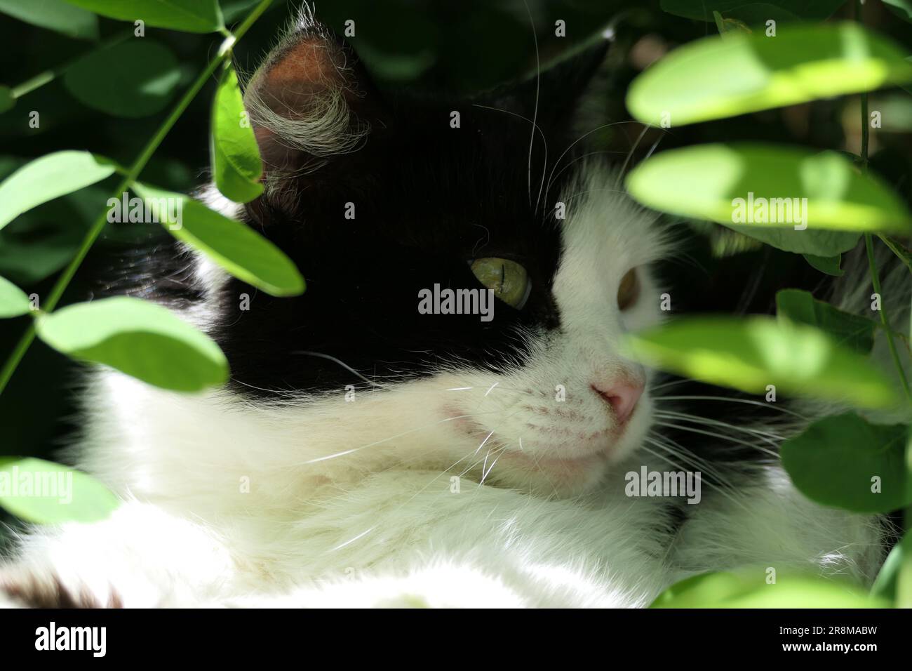 black and white cat in the garden Stock Photo - Alamy
