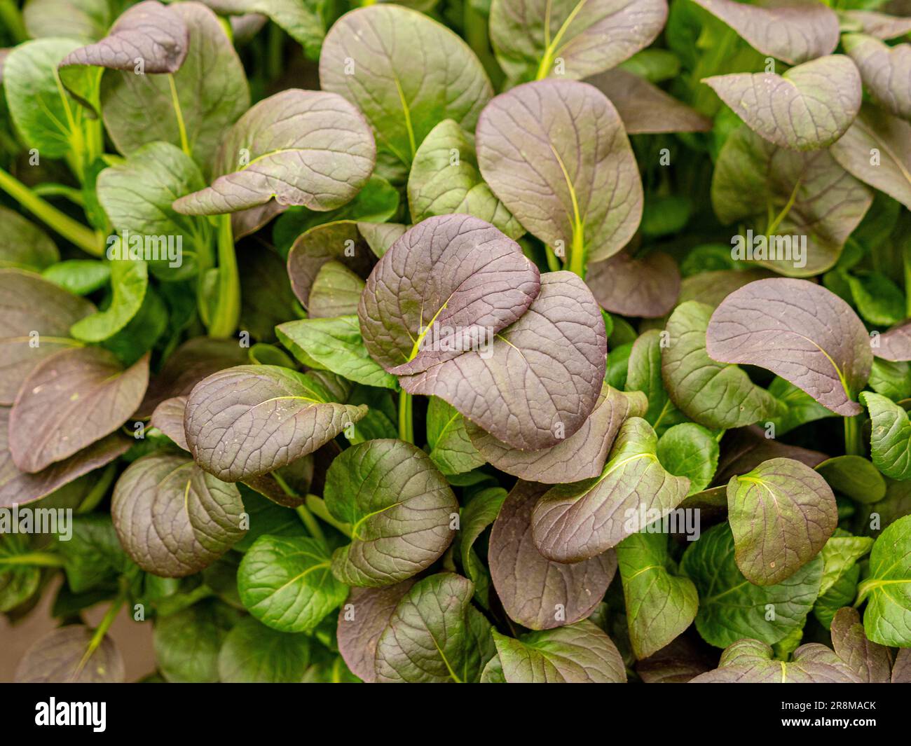 Close-up of the red and green leaves of Pak choi 'Rubi F1' Stock Photo