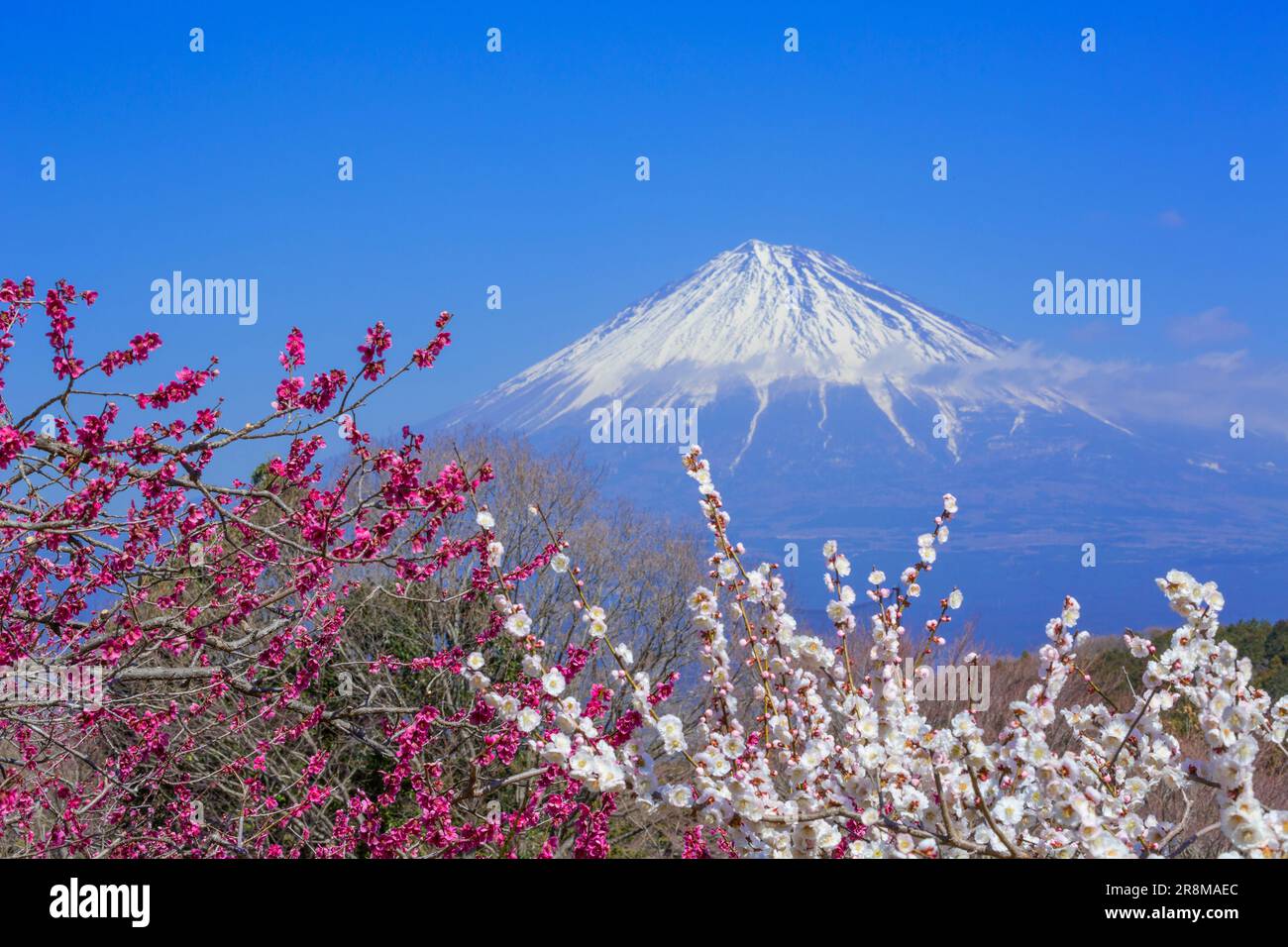 View of plum blossoms and Mount Fuji seen from Iwamoto mountain park Stock Photo