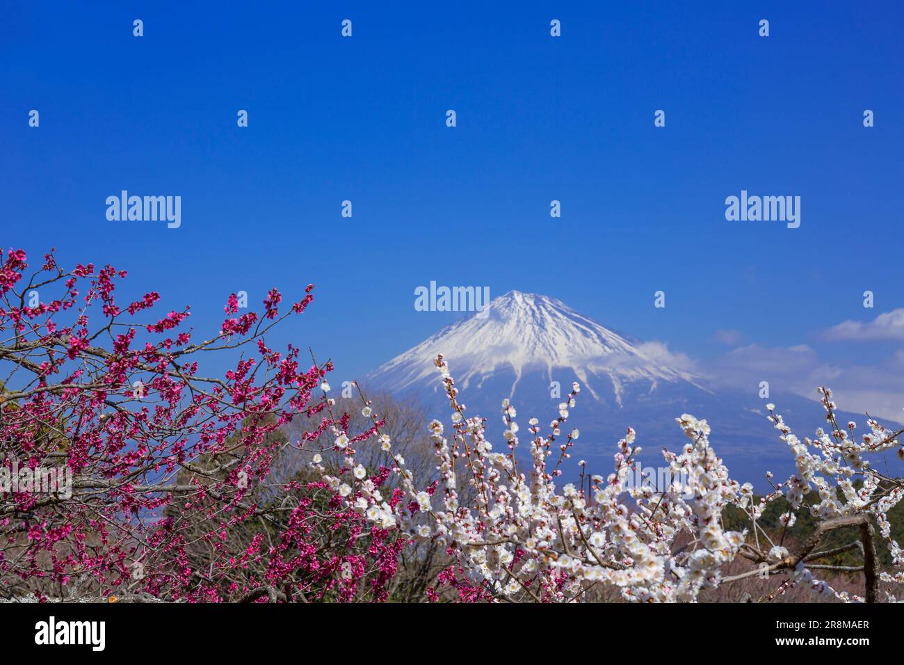 View of plum blossoms and Mount Fuji seen from Iwamoto mountain park Stock Photo