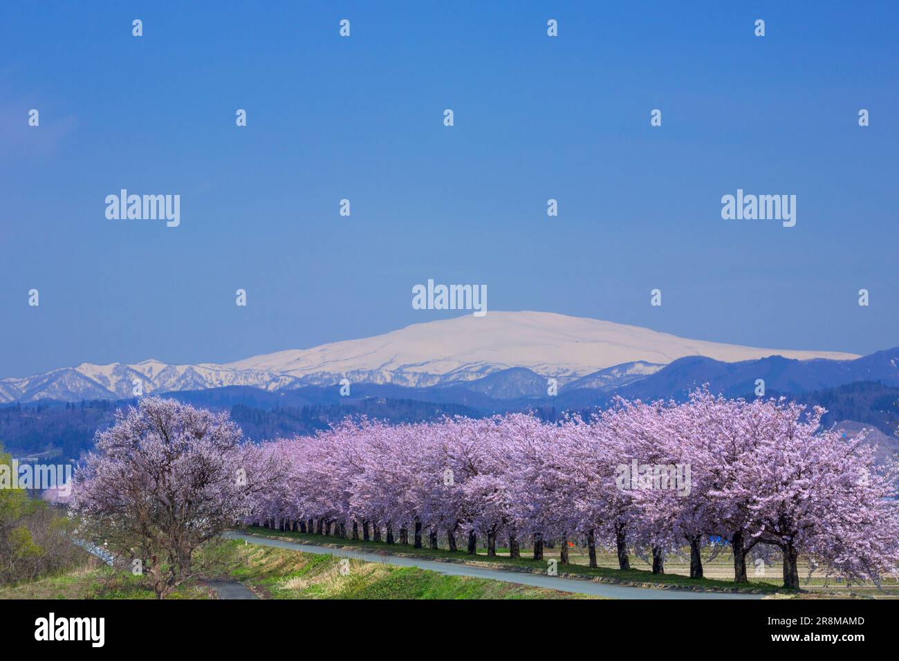 Mount Gassan and the cherry trees of the Sagaegawa river Stock Photo