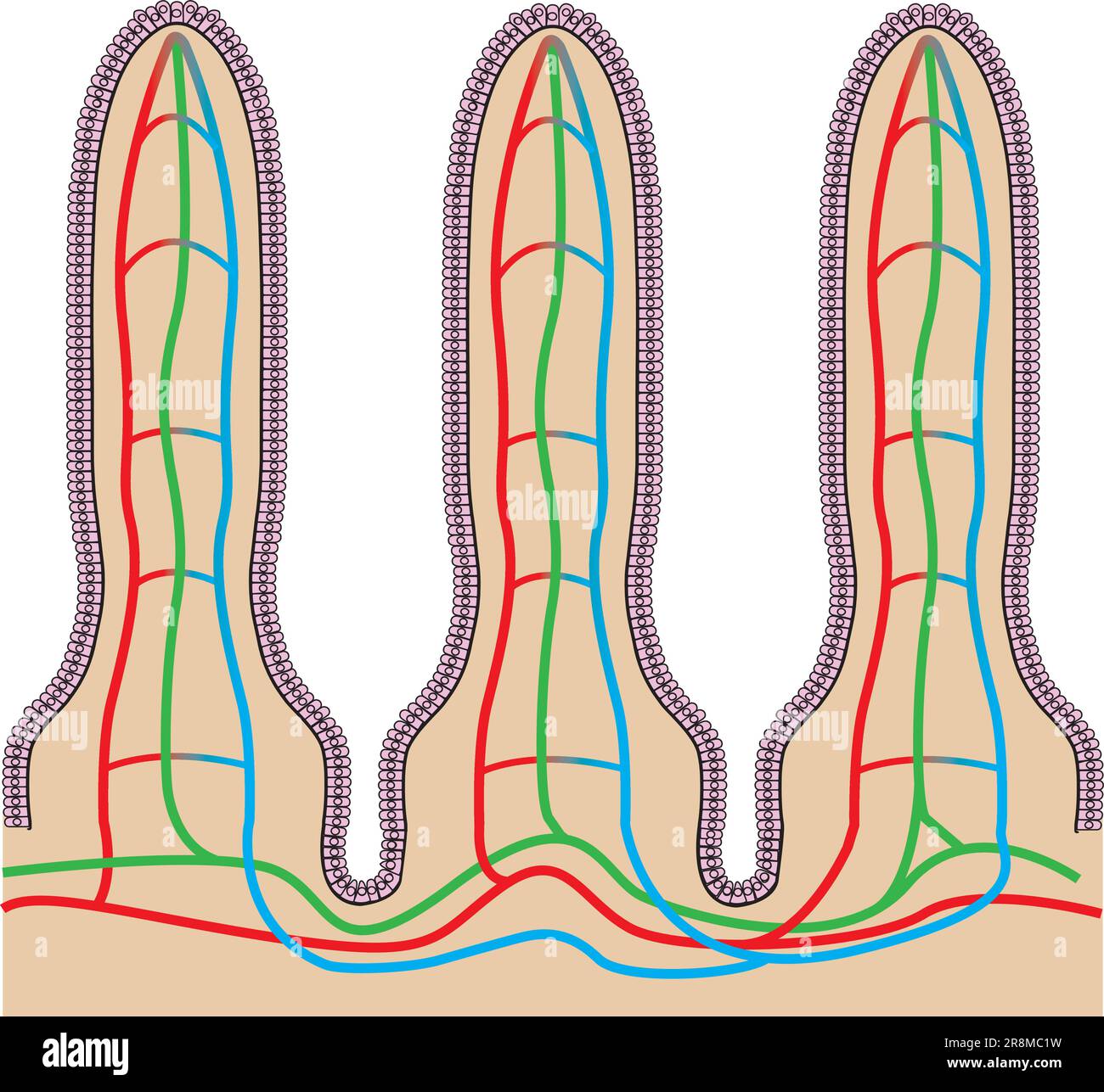 Tiny hair-like projections that line the inside of the small intestine. Stock Vector