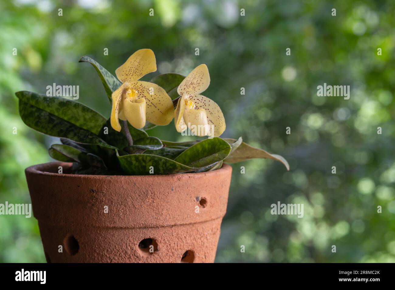 Closeup view of lady slipper orchid species paphiopedilum concolor in clay pot with delicate yellow flowers blooming outdoors on natural background Stock Photo