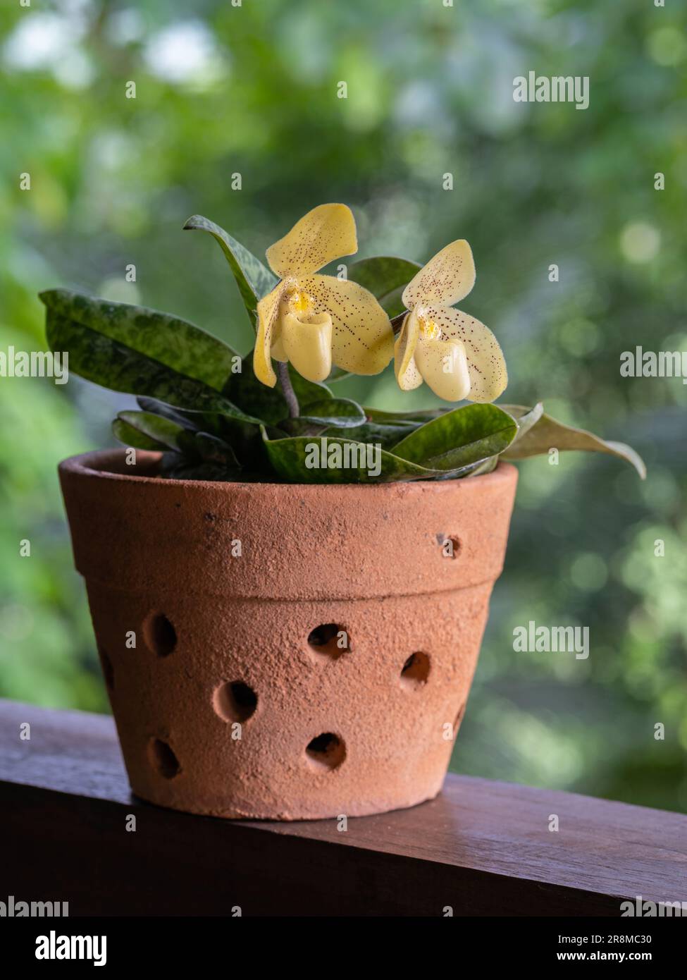 Closeup vertical view of lady slipper orchid species paphiopedilum concolor in pot with fresh yellow flowers blooming outdoors on natural background Stock Photo
