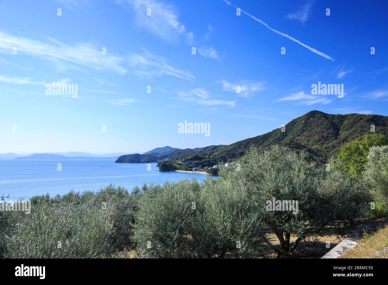 Shodoshima Island Olive Park Stock Photo Alamy