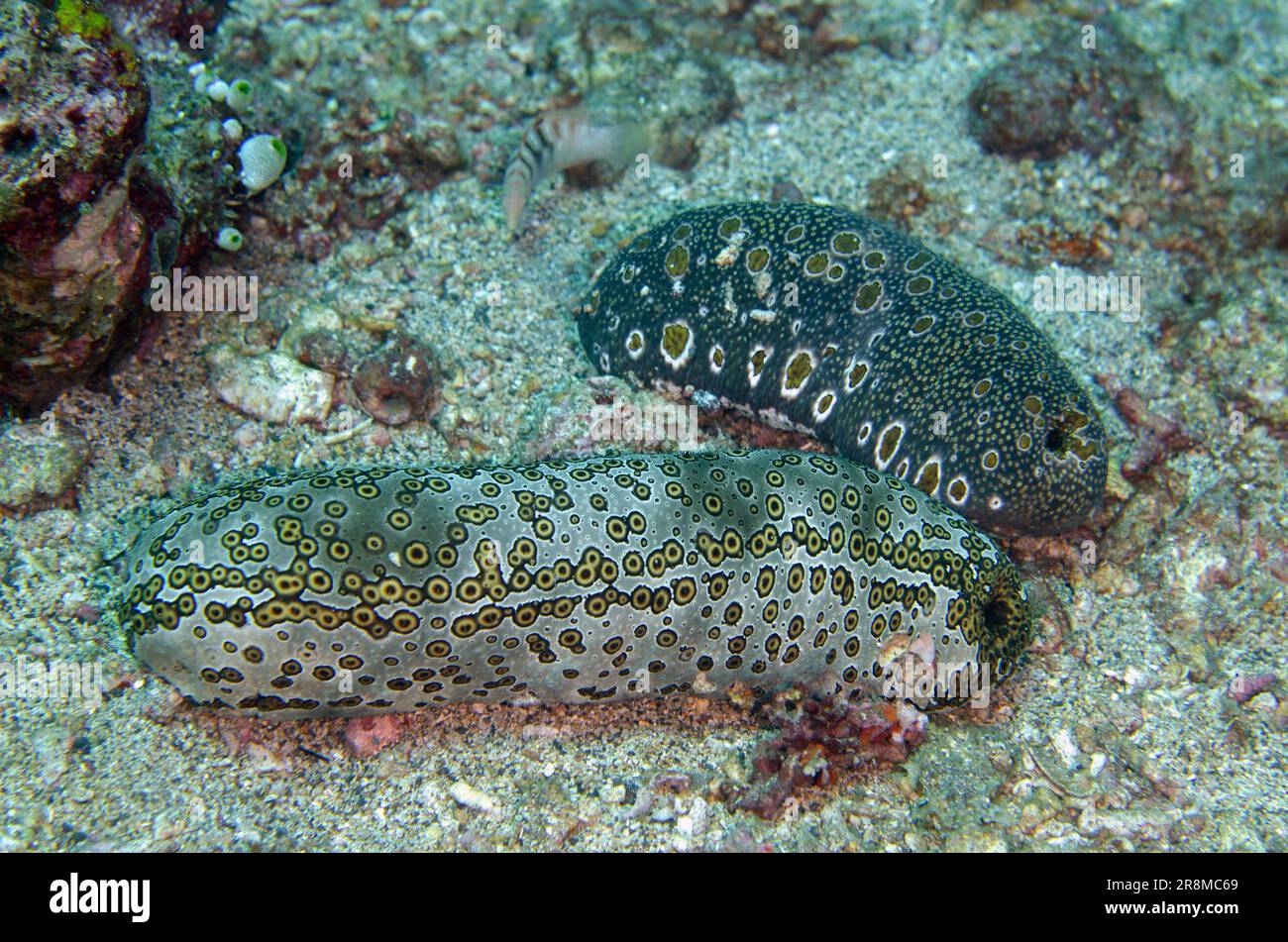 Pair of Leopard Sea Cucumbers, Bohadschia argus, Emerald dive site, Seraya, Karangasem, Bali, Indonesia, Indian Ocean Stock Photo