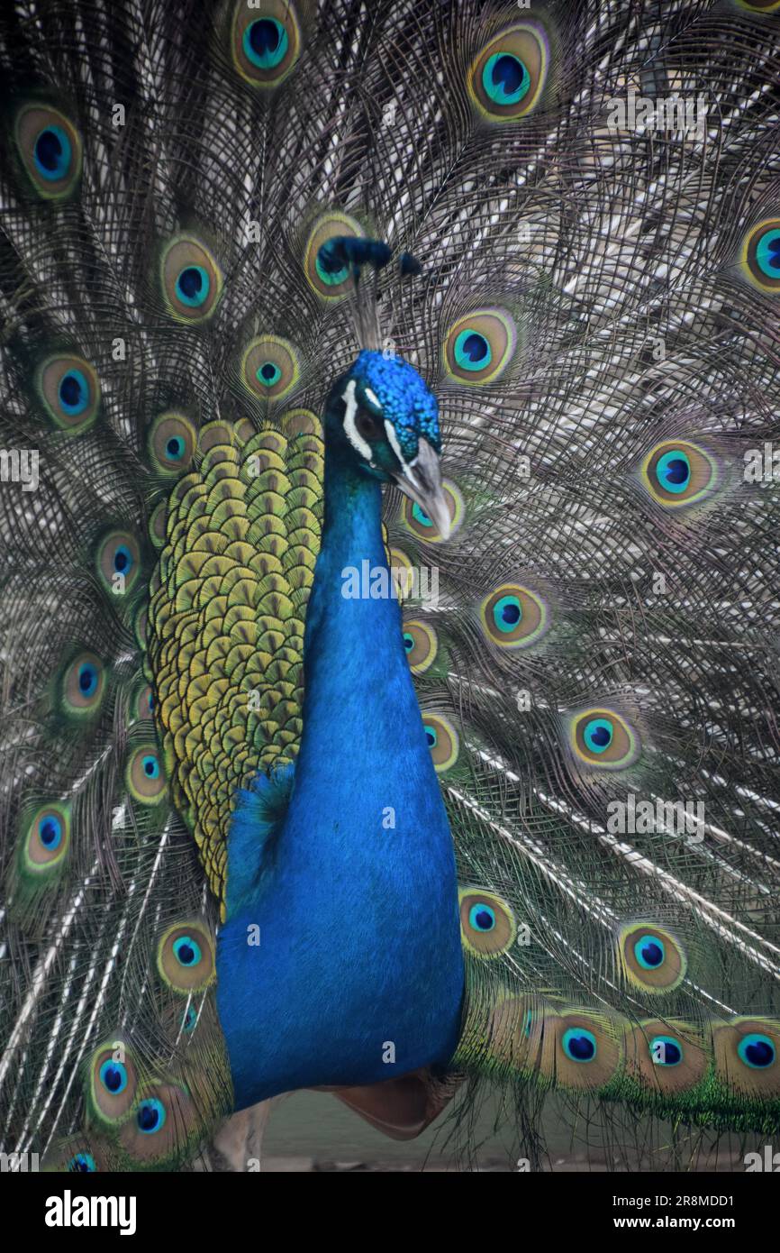 Beautiful showy and decorative feathers on a brilliant blue male peacock Stock Photo Alamy