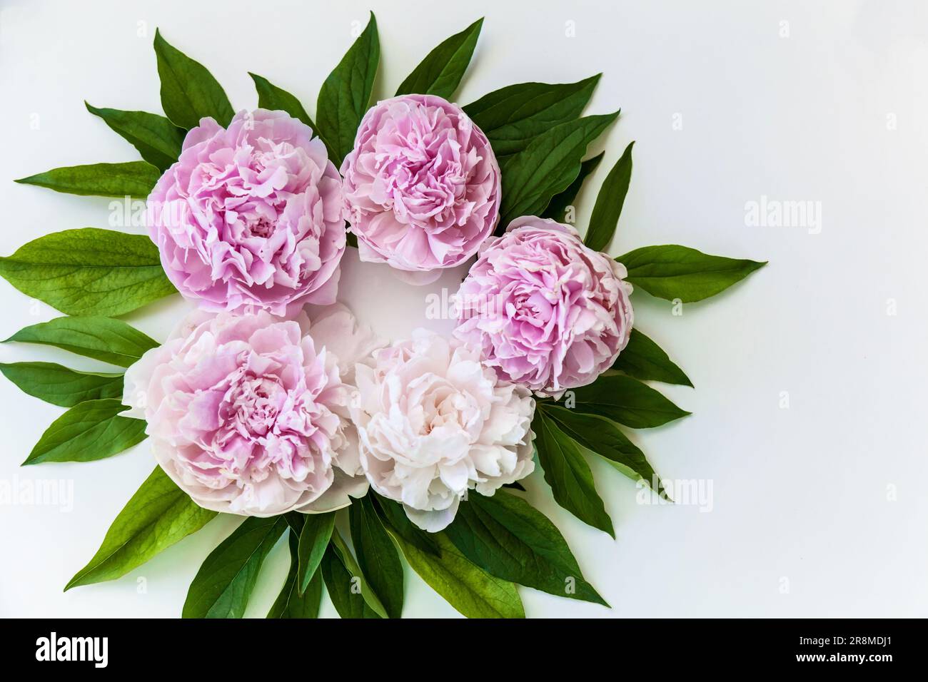 Pink peonies flowers with green leaves on white background Stock Photo ...