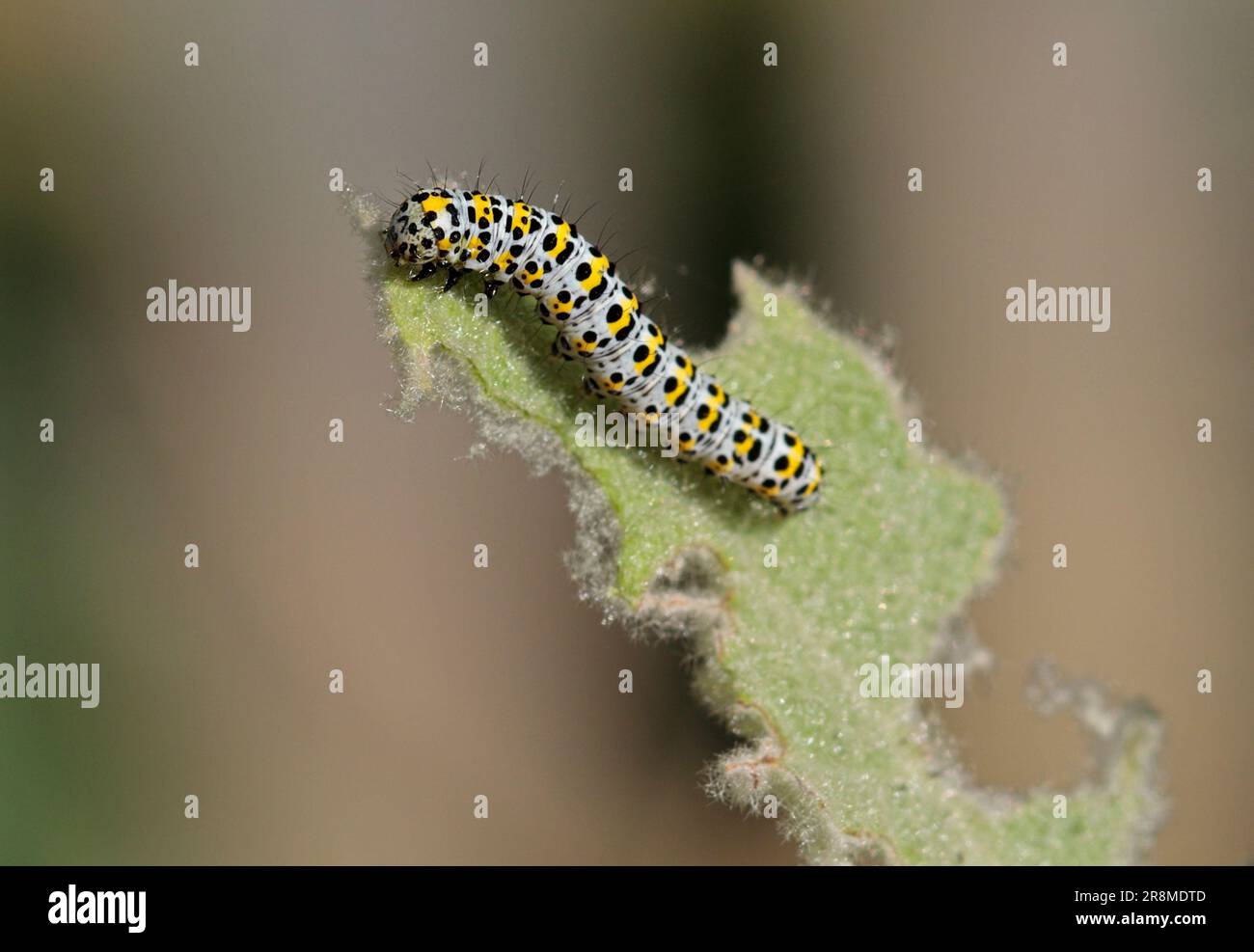 Mullein Moth Caterpillar (cucullia verbasci) on Mullein Plant Stock Photo