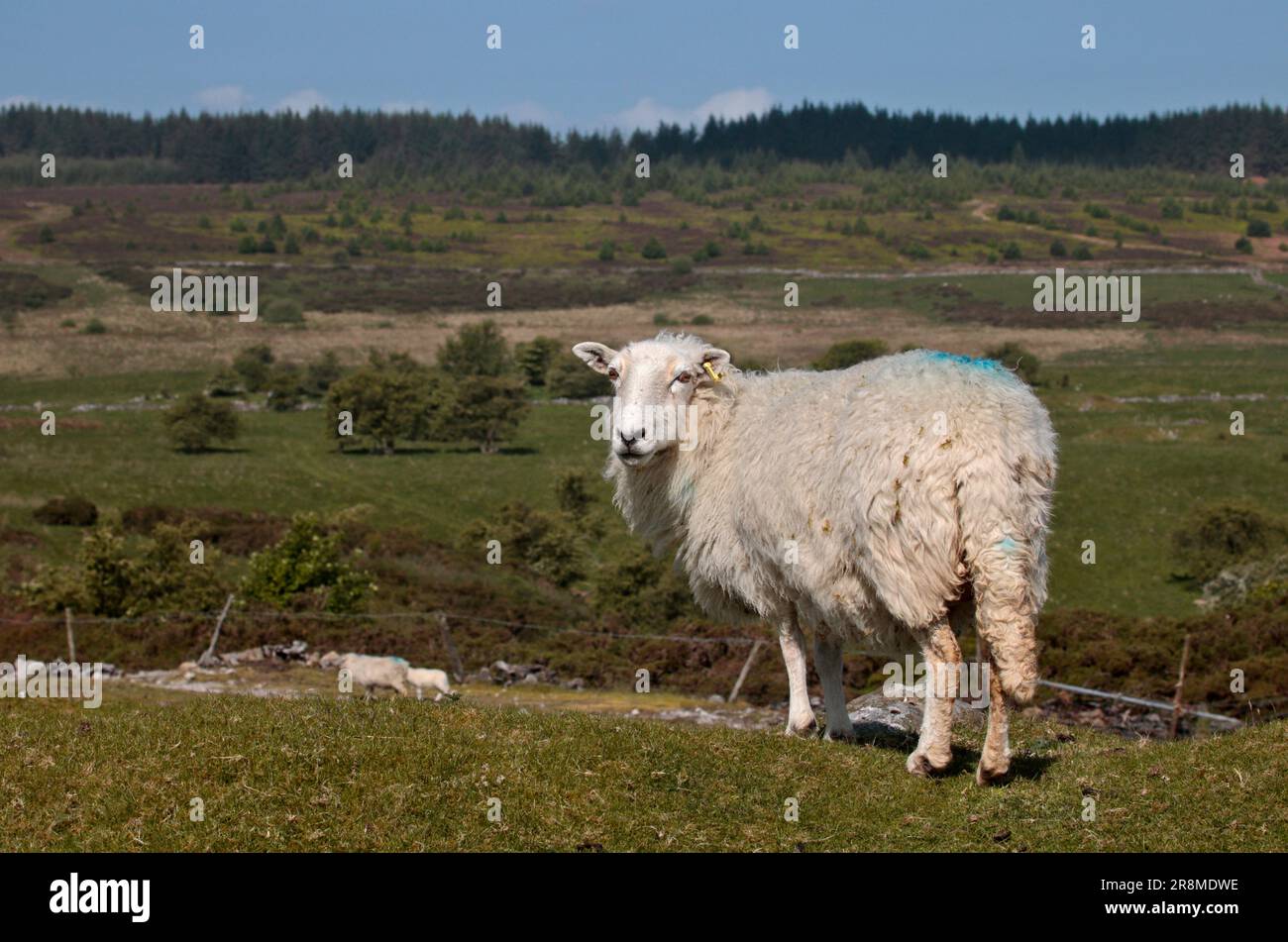 Sheep, Minera Mountain, Coedpoeth, Wales Stock Photo