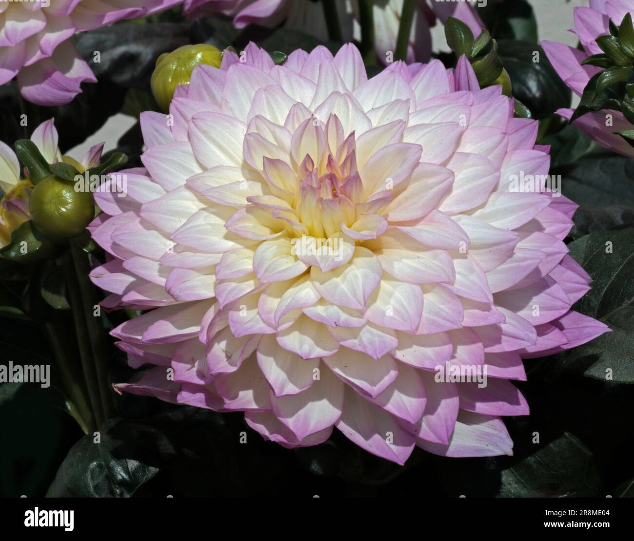 Pink and white bicolour hi-res stock photography and images - Alamy