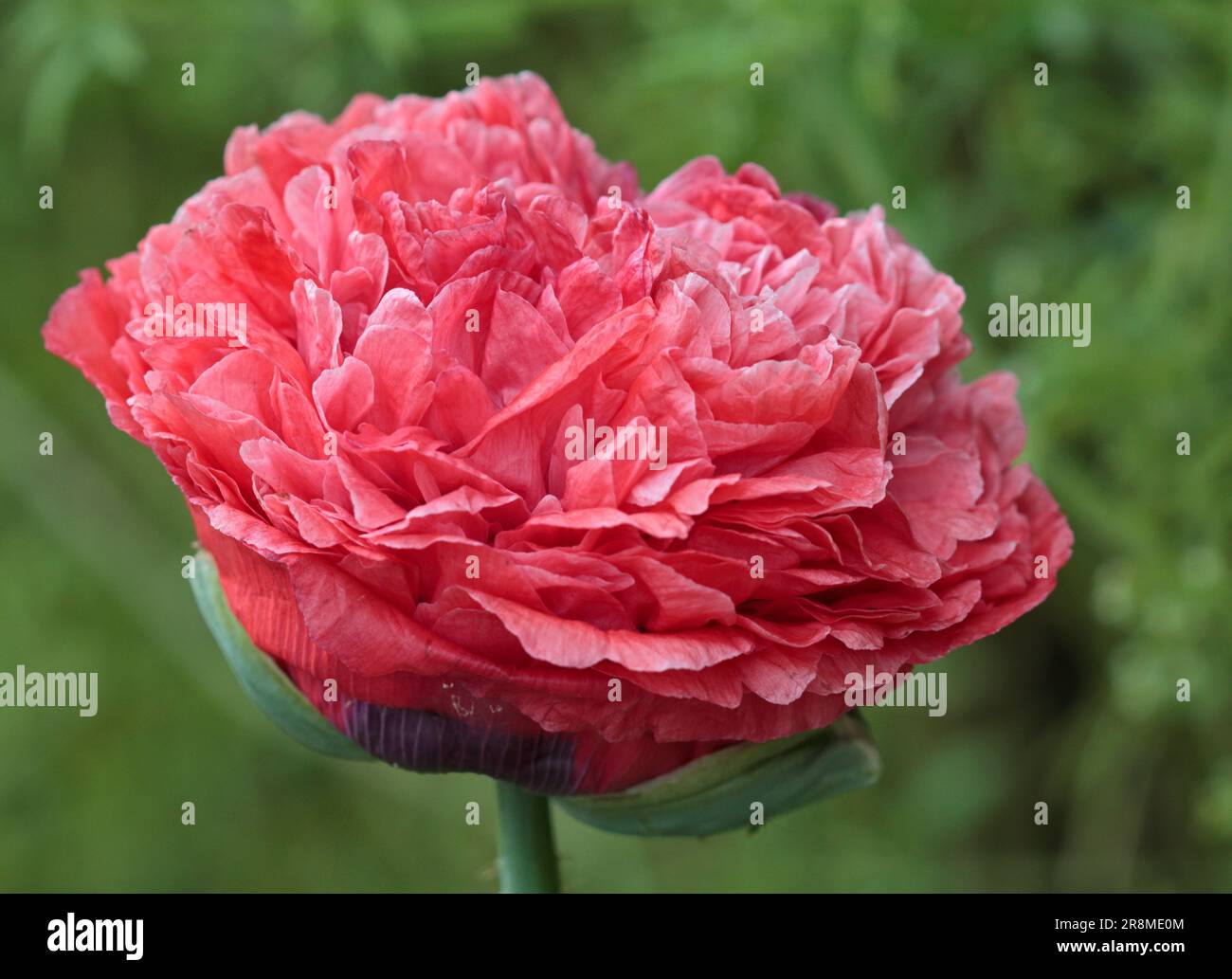 Double Pink Opium Poppy (papaver somniferum Stock Photo - Alamy