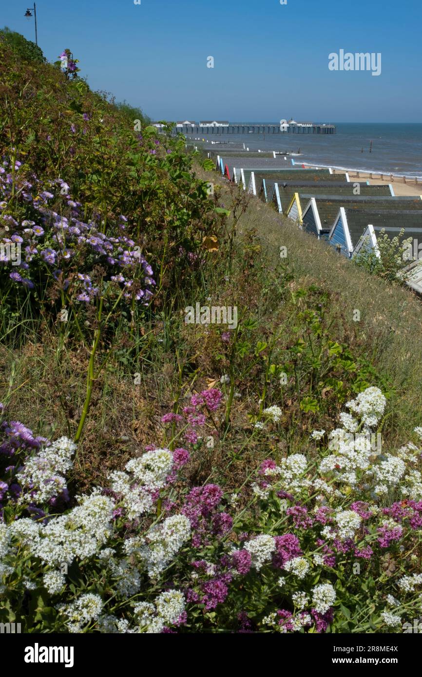 Beach Huts with cliff flora in the foreground at Southwold on East Suffolk Coast, England Stock Photo