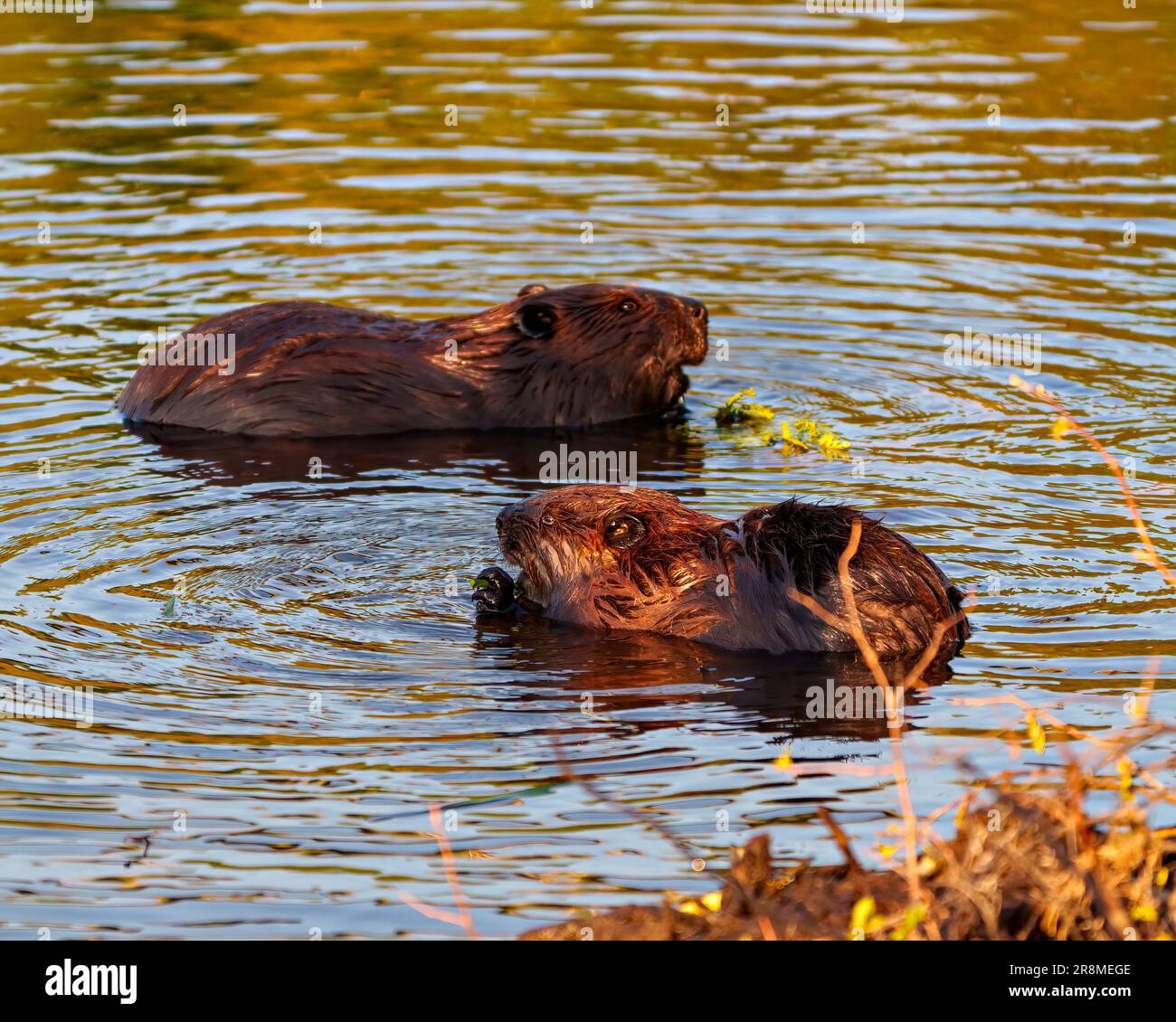 Beaver closeup view building a beaver dam in a water stream flow